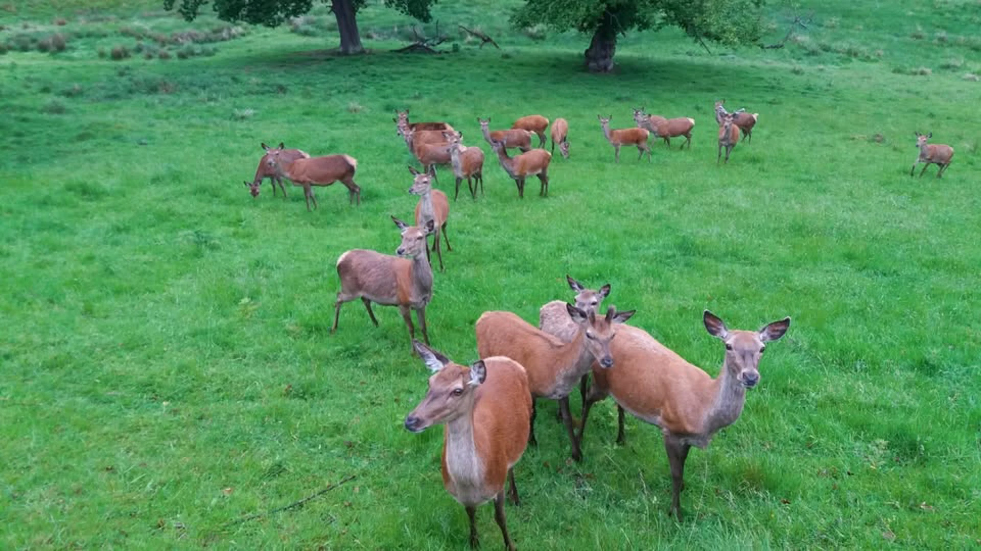 Background image - Hopetoun Deer Banbinos