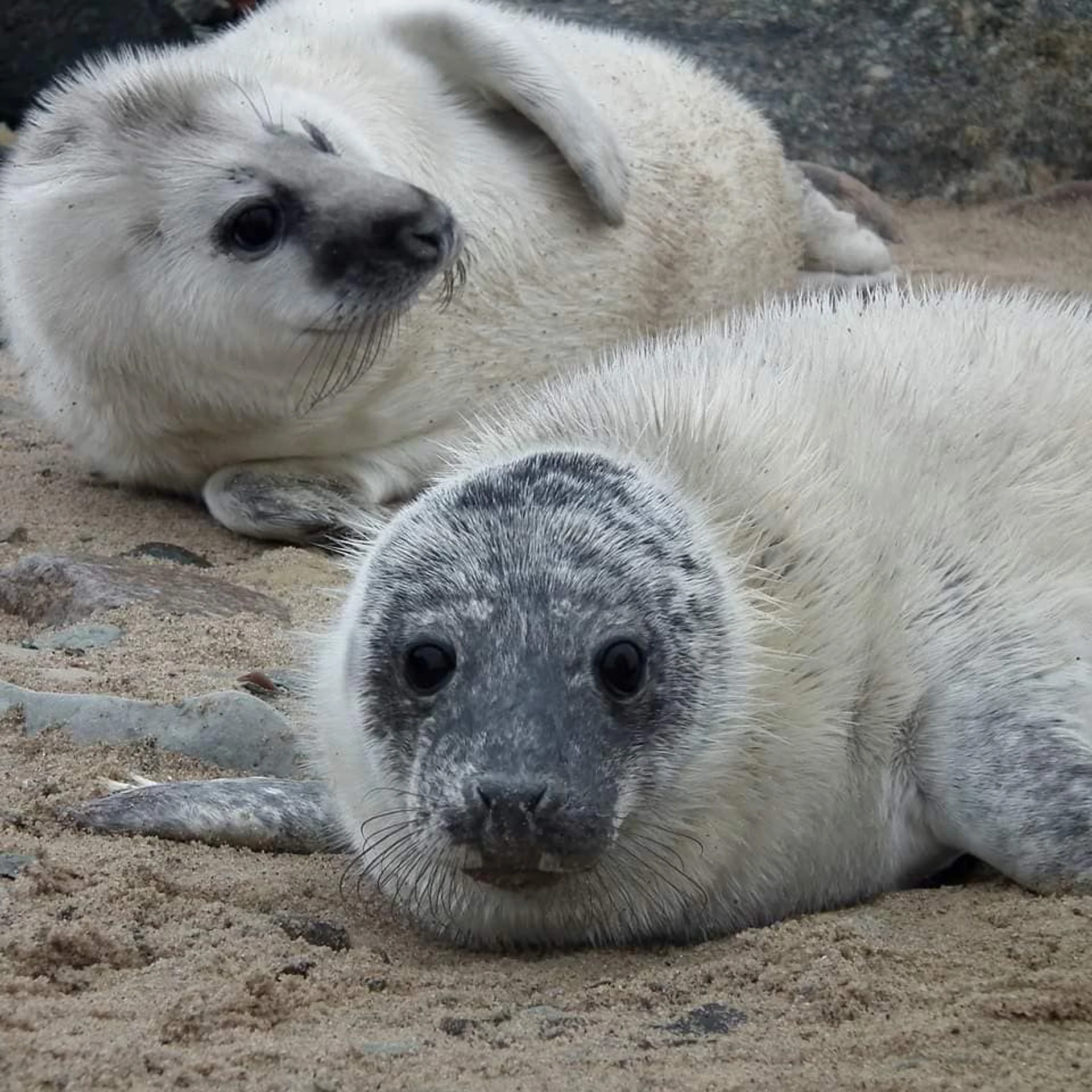 Background image - Maid Of Forth Seal Trip Nov 25