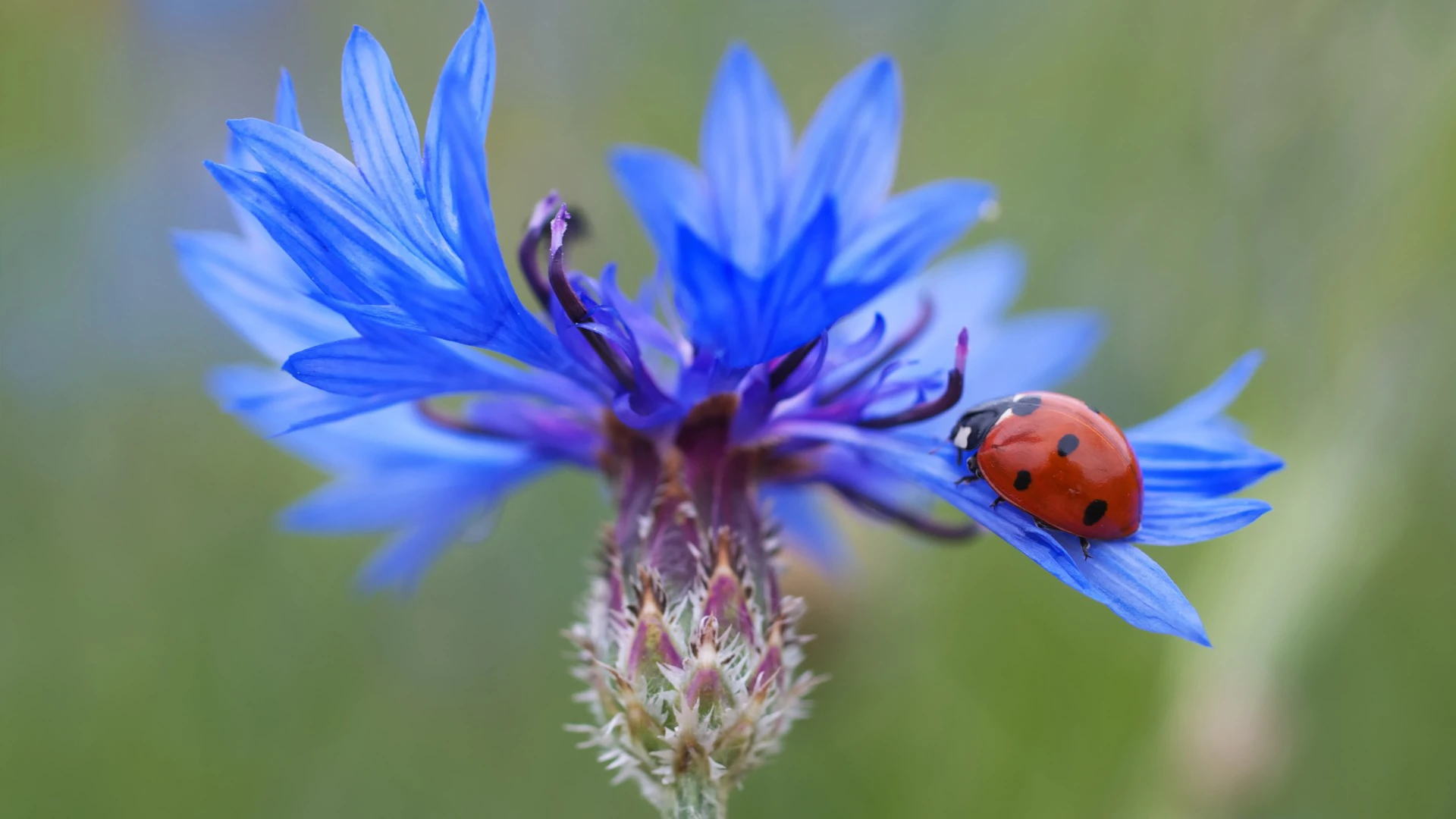 Background image - Hopetoun Mini Beasts