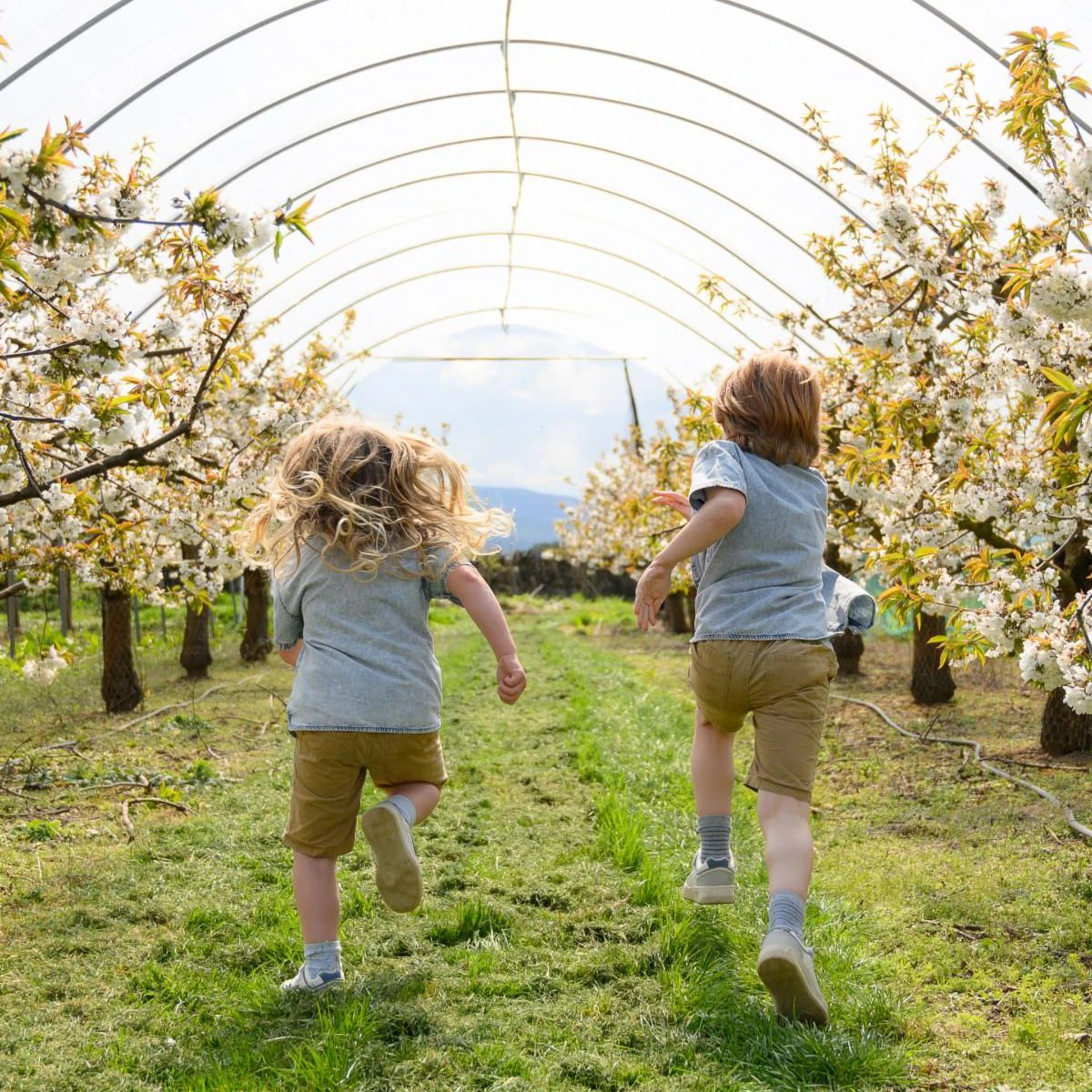 Background image - Craigies Easter Weekend Blossoms Picni